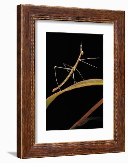 Proscopia Luceomaculata (Stick Grasshopper)-Paul Starosta-Framed Photographic Print