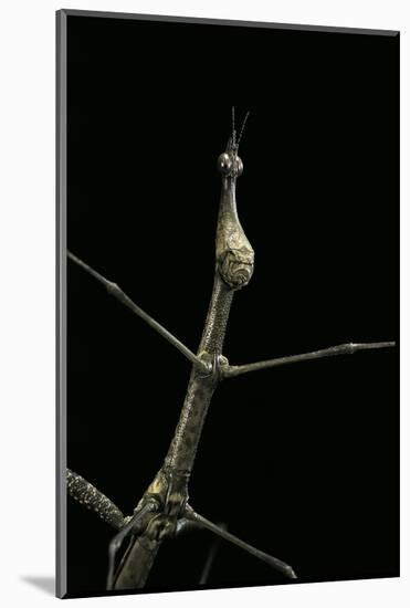 Proscopia Luceomaculata (Stick Grasshopper)-Paul Starosta-Mounted Photographic Print
