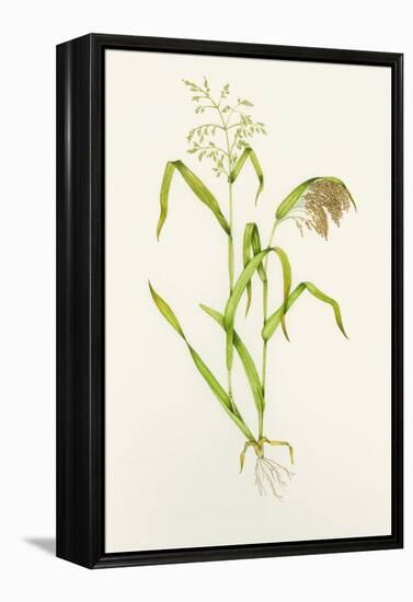 Proso Millet (Panicum Miliaceum), Artwork-Lizzie Harper-Framed Premier Image Canvas