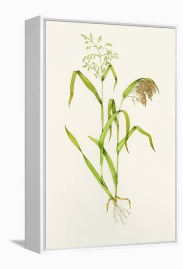 Proso Millet (Panicum Miliaceum), Artwork-Lizzie Harper-Framed Premier Image Canvas