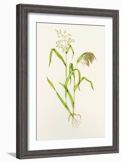 Proso Millet (Panicum Miliaceum), Artwork-Lizzie Harper-Framed Photographic Print