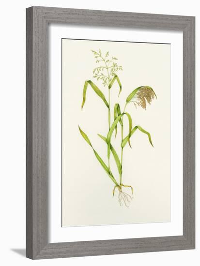 Proso Millet (Panicum Miliaceum), Artwork-Lizzie Harper-Framed Photographic Print