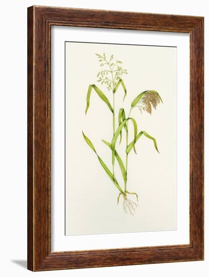 Proso Millet (Panicum Miliaceum), Artwork-Lizzie Harper-Framed Photographic Print