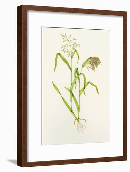 Proso Millet (Panicum Miliaceum), Artwork-Lizzie Harper-Framed Photographic Print