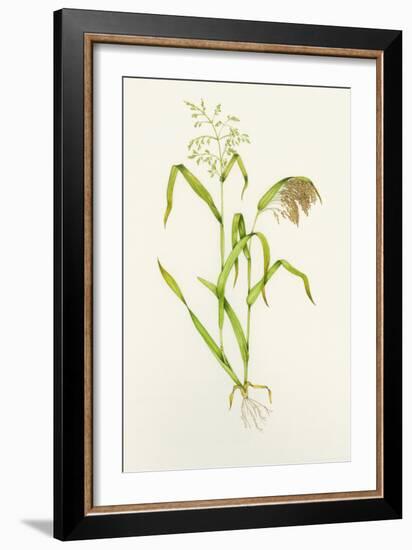 Proso Millet (Panicum Miliaceum), Artwork-Lizzie Harper-Framed Photographic Print