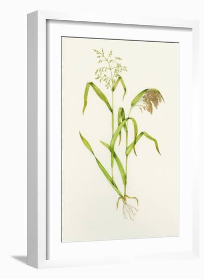 Proso Millet (Panicum Miliaceum), Artwork-Lizzie Harper-Framed Photographic Print