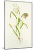 Proso Millet (Panicum Miliaceum), Artwork-Lizzie Harper-Mounted Photographic Print