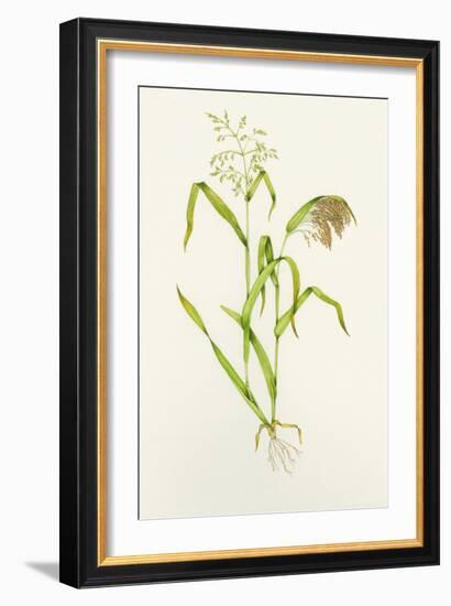 Proso Millet (Panicum Miliaceum), Artwork-Lizzie Harper-Framed Photographic Print