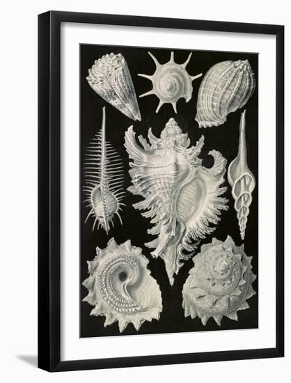 Prosobranchia Dorderkiemen-Ernst Haeckel-Framed Art Print