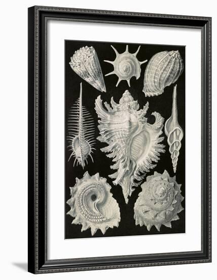 Prosobranchia Dorderkiemen-Ernst Haeckel-Framed Art Print