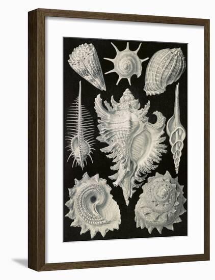 Prosobranchia Dorderkiemen-Ernst Haeckel-Framed Art Print