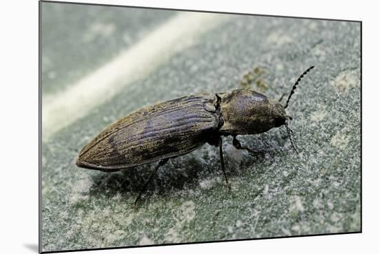 Prosternon Tessellatum (Click Beetle)-Paul Starosta-Mounted Photographic Print