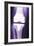 Prosthetic Knee, X-ray-Miriam Maslo-Framed Photographic Print