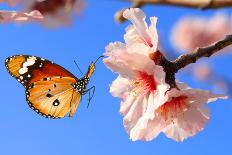 Butterfly and Pink Almond Tree Blossom-Protasov AN-Photographic Print