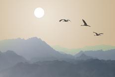 Mediterranean Sea and Sand Beach Landscape with Migrating Birds. Flock of Flying Canadian Geese in-Protasov AN-Photographic Print