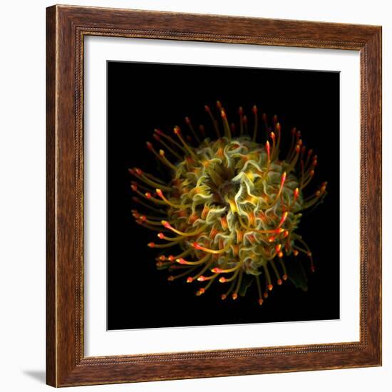 Protea 10-Magda Indigo-Framed Photographic Print