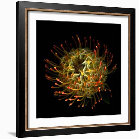 Protea 10-Magda Indigo-Framed Photographic Print