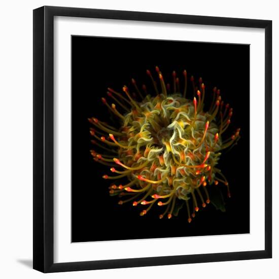 Protea 10-Magda Indigo-Framed Photographic Print