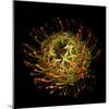 Protea 10-Magda Indigo-Mounted Photographic Print