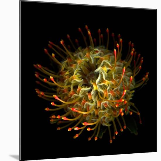 Protea 10-Magda Indigo-Mounted Photographic Print