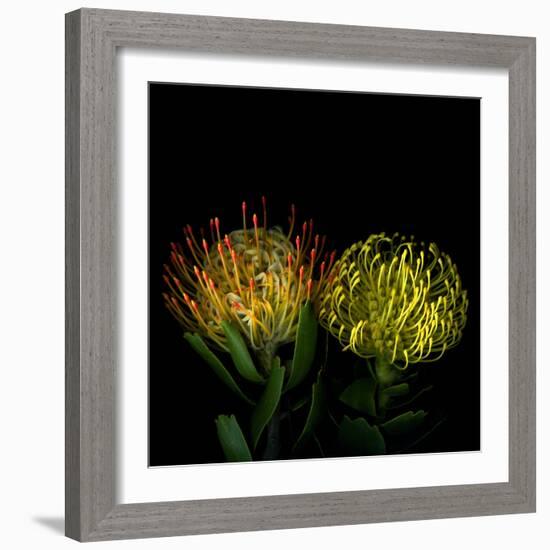 Protea 7-Magda Indigo-Framed Photographic Print