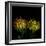 Protea 7-Magda Indigo-Framed Photographic Print