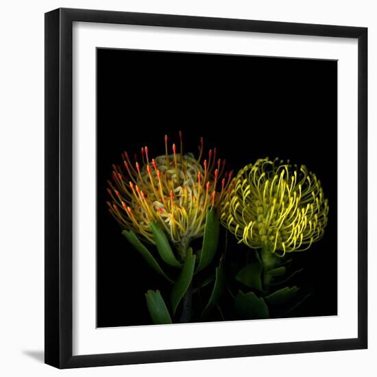 Protea 7-Magda Indigo-Framed Photographic Print