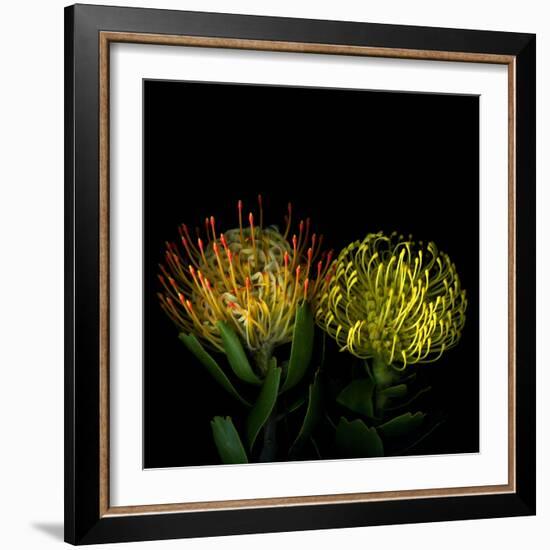 Protea 7-Magda Indigo-Framed Photographic Print