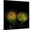 Protea 7-Magda Indigo-Mounted Photographic Print