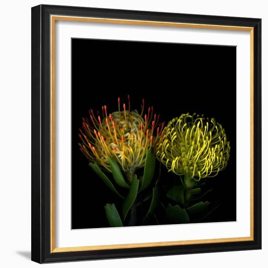 Protea 7-Magda Indigo-Framed Photographic Print