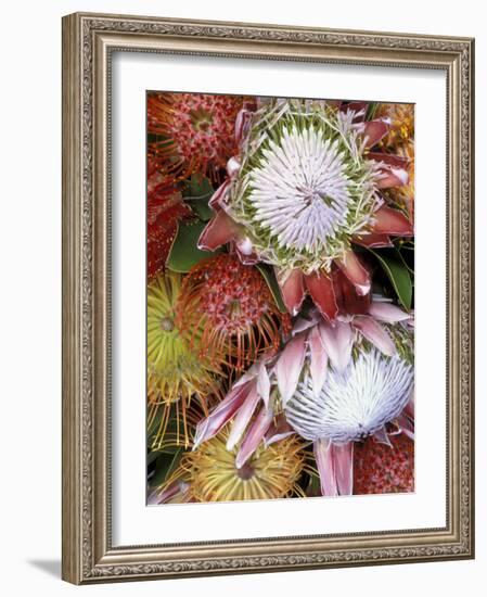 Protea Flower Design, Maui, Hawaii, USA-Darrell Gulin-Framed Photographic Print