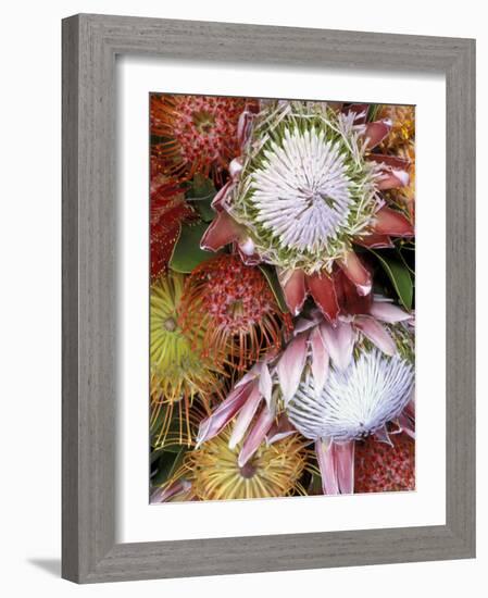 Protea Flower Design, Maui, Hawaii, USA-Darrell Gulin-Framed Photographic Print