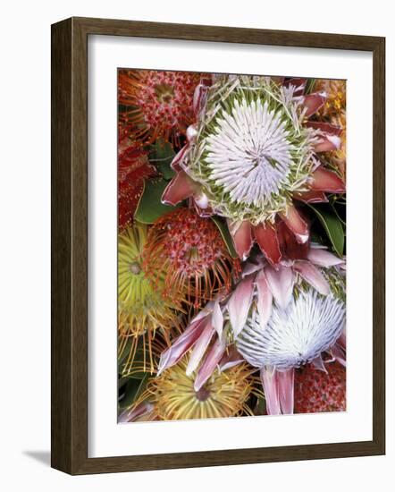 Protea Flower Design, Maui, Hawaii, USA-Darrell Gulin-Framed Photographic Print