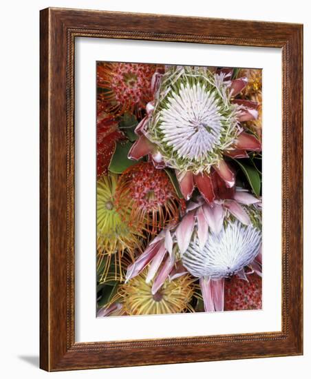 Protea Flower Design, Maui, Hawaii, USA-Darrell Gulin-Framed Photographic Print