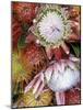 Protea Flower Design, Maui, Hawaii, USA-Darrell Gulin-Mounted Photographic Print