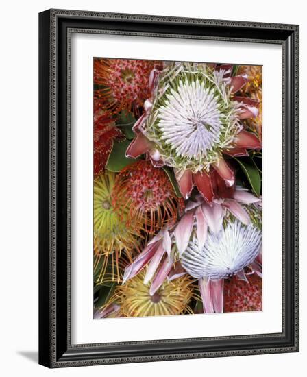 Protea Flower Design, Maui, Hawaii, USA-Darrell Gulin-Framed Photographic Print