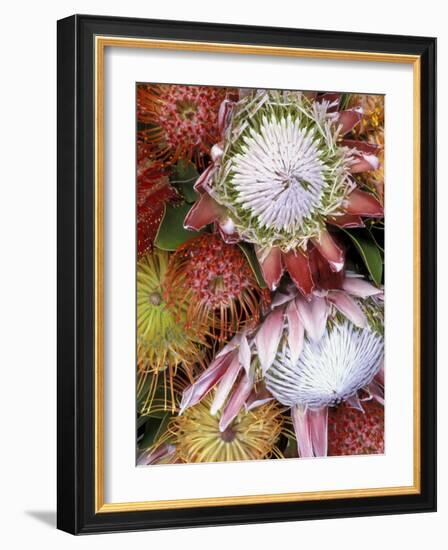 Protea Flower Design, Maui, Hawaii, USA-Darrell Gulin-Framed Photographic Print