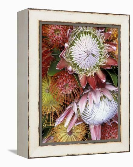 Protea Flower Design, Maui, Hawaii, USA-Darrell Gulin-Framed Premier Image Canvas