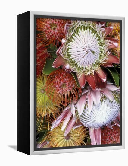 Protea Flower Design, Maui, Hawaii, USA-Darrell Gulin-Framed Premier Image Canvas