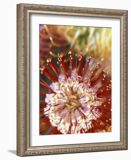 Protea Flower, Maui, Hawaii, USA-Darrell Gulin-Framed Photographic Print