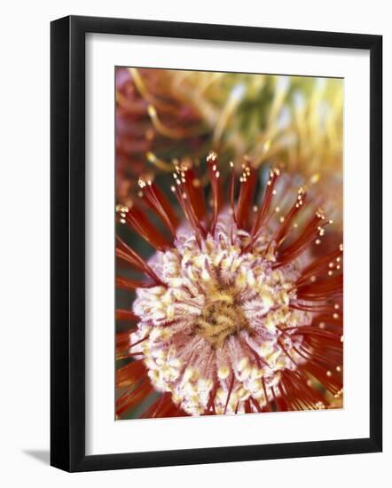 Protea Flower, Maui, Hawaii, USA-Darrell Gulin-Framed Photographic Print