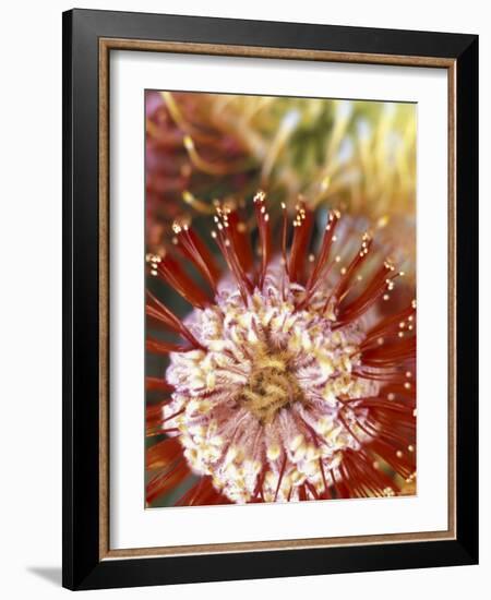 Protea Flower, Maui, Hawaii, USA-Darrell Gulin-Framed Photographic Print