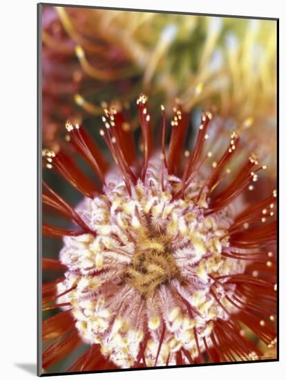 Protea Flower, Maui, Hawaii, USA-Darrell Gulin-Mounted Photographic Print