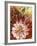 Protea Flower, Maui, Hawaii, USA-Darrell Gulin-Framed Photographic Print