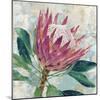 Protea Majestic-Tania Bello-Mounted Giclee Print