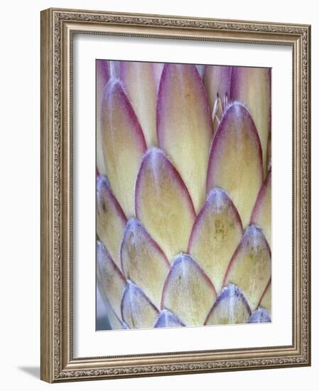 Protea, Maui, Hawaii, USA-Darrell Gulin-Framed Photographic Print