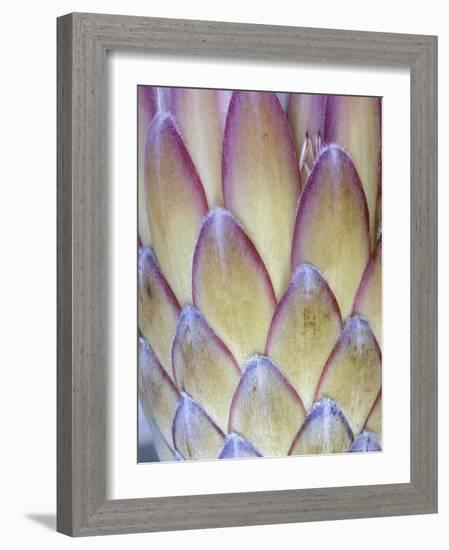 Protea, Maui, Hawaii, USA-Darrell Gulin-Framed Photographic Print