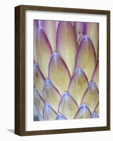 Protea, Maui, Hawaii, USA-Darrell Gulin-Framed Photographic Print