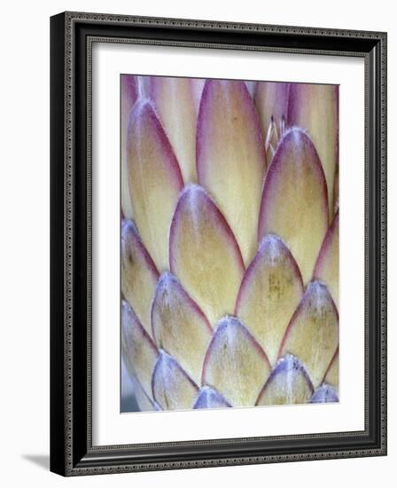 Protea, Maui, Hawaii, USA-Darrell Gulin-Framed Photographic Print