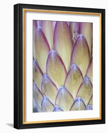 Protea, Maui, Hawaii, USA-Darrell Gulin-Framed Photographic Print